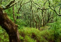 Report finds temperate rainforests dating to Queen Elizabeth I reign need protecting