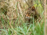 Online opportunity to learn about wildcats reintroduction