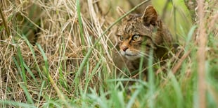Online opportunity to learn about wildcats reintroduction