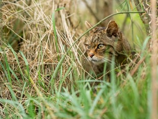 Online opportunity to learn about wildcats reintroduction