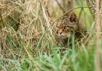Plans to bring back wildcats to Exmoor to be explained in free online session