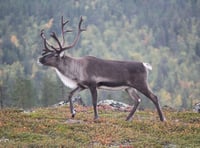 Dunster Castle looking after Santa's reindeer