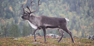 Dunster Castle looking after Santa's reindeer