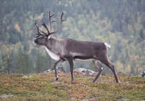Live reindeer staying at Dunster Castle ahead of Christmas