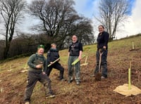 Plans to expand temperate rainforests