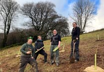 Consultants asked to show how Exmoor woodland can be boosted