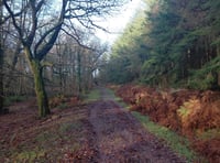 Council spending £2.2 million looking after trees