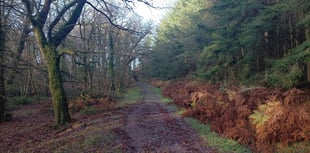 Council spending £2.2 million looking after trees