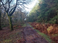 Council spending £2.2 million looking after trees