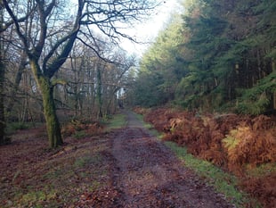 Council spending £2.2 million looking after trees