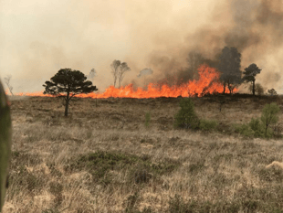 Pyromaniac alert after series of deliberate fires