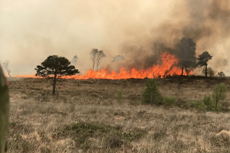 Gorse on fire on Exmoor in a recent arson attack.