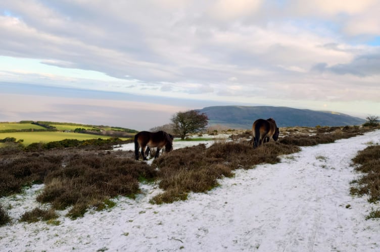 Exmoor Ponies grazing in recent snow on Porlock Hill looking toward Minehead's North Hill.