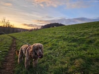 New dog worrying powers for police