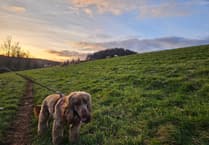 Police given new powers to tackle dogs which worry farm livestock in West Somerset