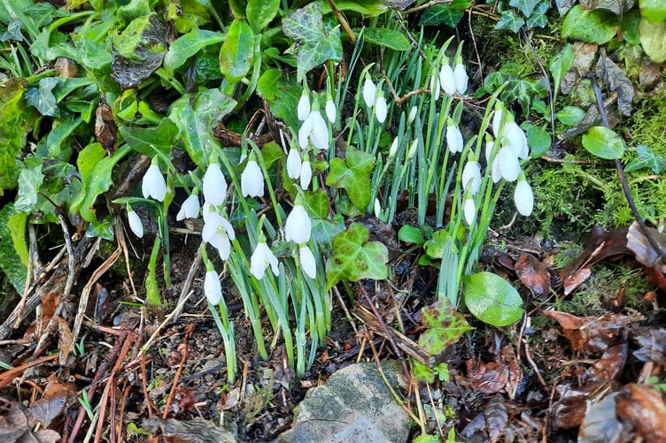 Snowdrops in Exford on the bank by the cricket pitch. PHOTO: Anna Fraser