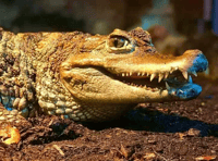 Online tributes after 'Mrs Nasty' dies