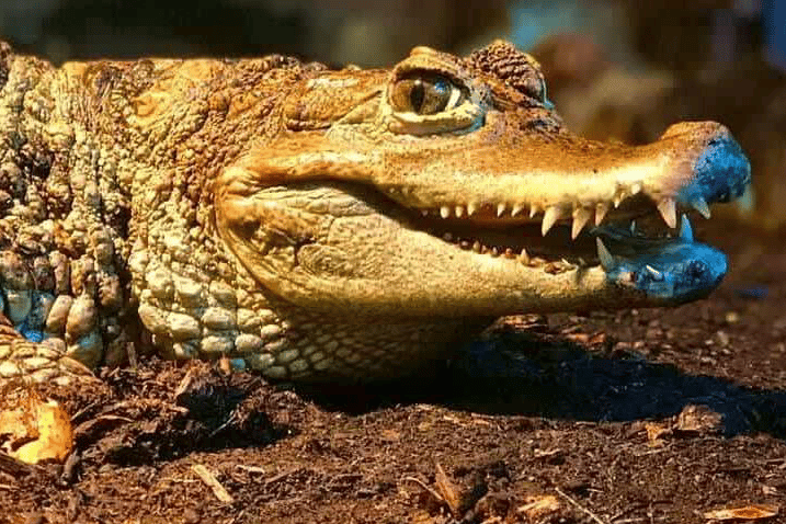 Final farewells have been said to Tropiquaria zoo's late caiman Mrs Nasty.