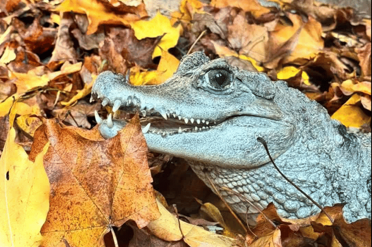 Tropiquaria Zoo's caiman know to all as Mrs Nasty has died.