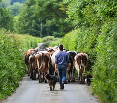 Farm steak supper is just for men