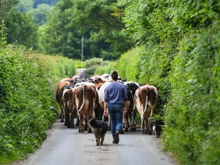 Farm steak supper is just for men