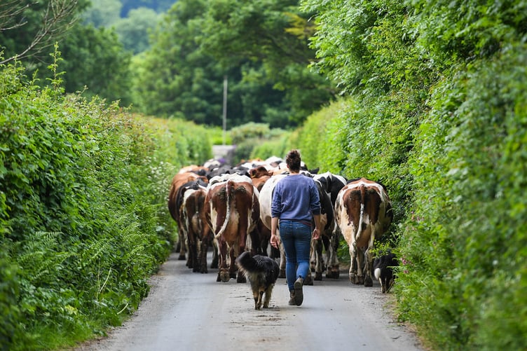 Exmoor Hill Farming Network has teamed up with the Royal Countryside Fund to offer a resilience programme for farmers.