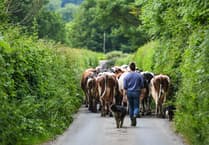 Programme to build Exmoor farming resilience backed by Royal fund