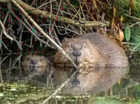 Releasing beavers to live in the wild