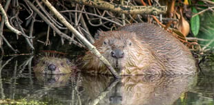 Releasing beavers to live in the wild