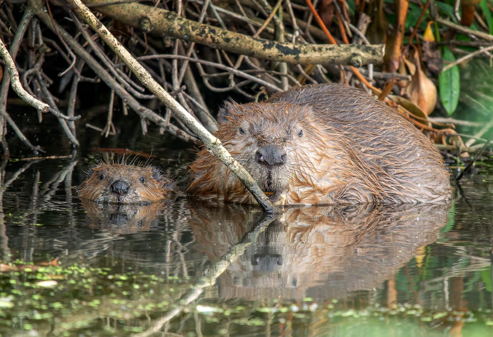 After 400 years beavers are being allowed to live in the wild on Exmoor ...