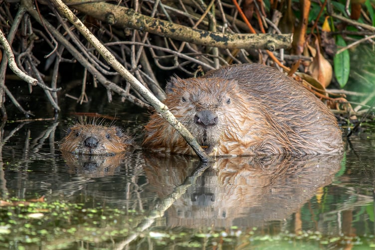 Beavers like these are to be released on Exmoor to live in the wild for the first time in 400 years.