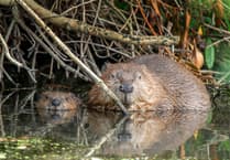 After 400 years beavers are being allowed to live in the wild on Exmoor again