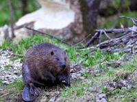 National Trust beaver tours prove popular