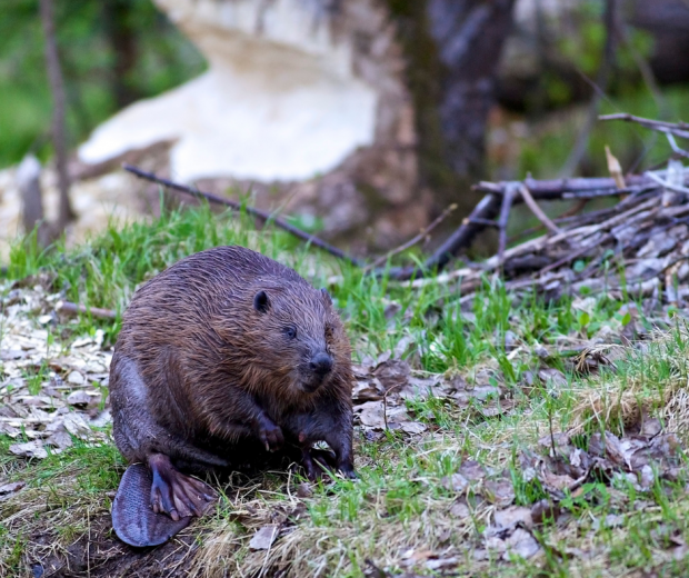 Exmoor is to see the release into the wild of beavers for the first time in four centuries after the National Trust was granted a licence by Natural England.