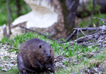 Second Holnicote Estate beaver tour arranged after first instantly sells out