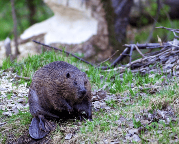 Exmoor is to see the release into the wild of beavers for the first time in four centuries after the National Trust was granted a licence by Natural England.