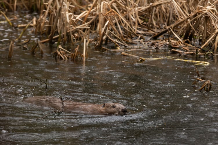 Holnicote Beavers release