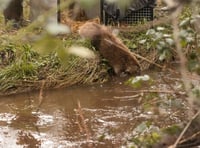 After 400 years - beavers living wild on Exmoor