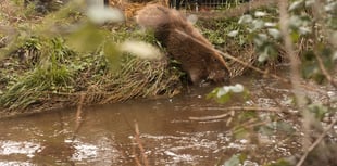 After 400 years - beavers living wild on Exmoor