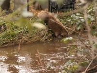 After 400 years - beavers living wild on Exmoor