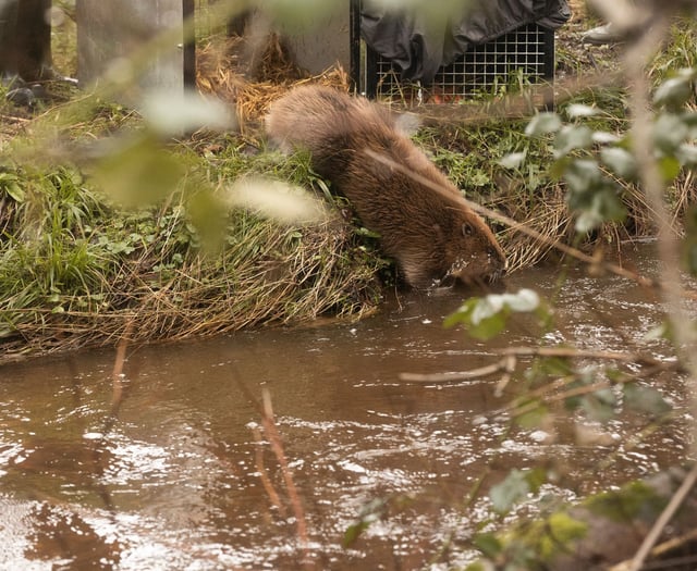 After 400 years - beavers living wild on Exmoor