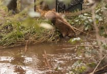 National Trust releases beavers into the wilds of Exmoor's Holnicote estate