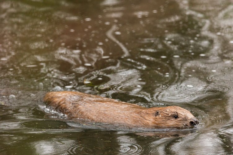 Holnicote Beavers release