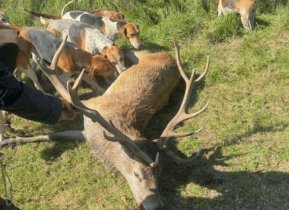 EXCLUSIVE: Saboteurs infiltrate staghounds for evidence