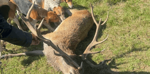 EXCLUSIVE: Saboteurs infiltrate staghounds for evidence