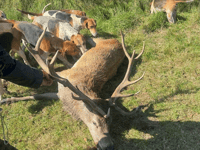 EXCLUSIVE: Saboteurs infiltrate staghounds for evidence