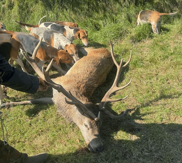 EXCLUSIVE: Saboteurs infiltrate staghounds for evidence