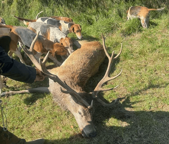 A deer killed by the Devon and Somerset Staghounds last September.