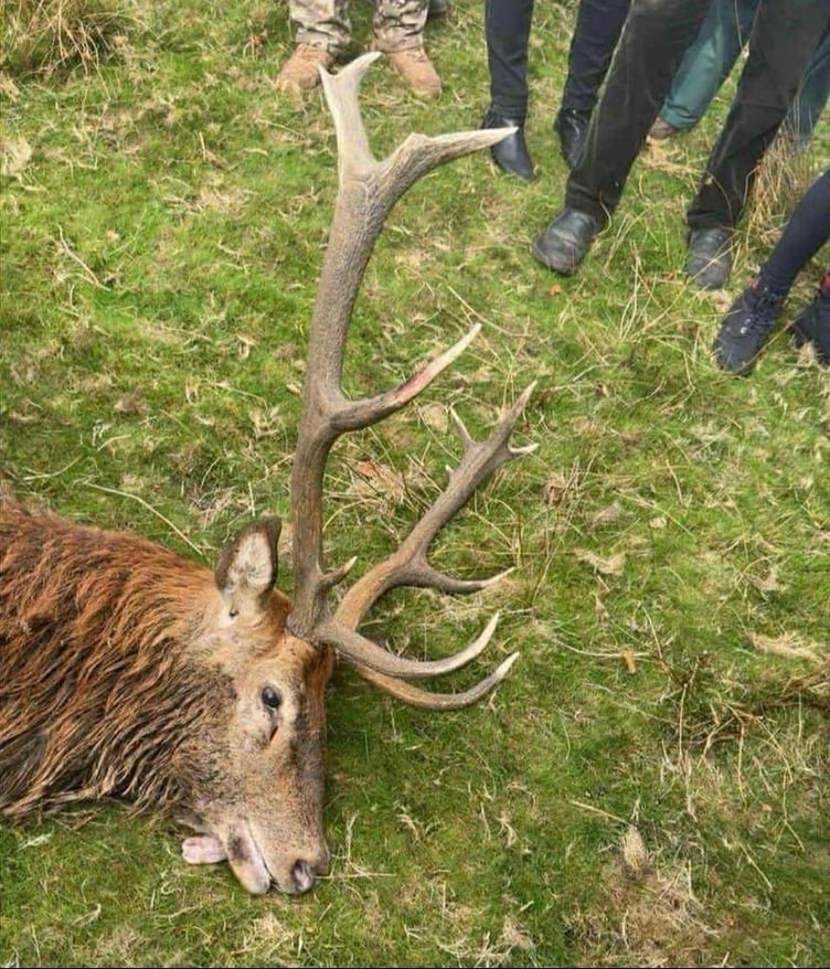 A stag taken by the Quantock Staghounds in September of last year.