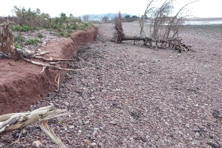 A photograph taken in February showing the latest situation with Monterey pine trees which are being lost on the coast path from Blue Anchor to Dunster.